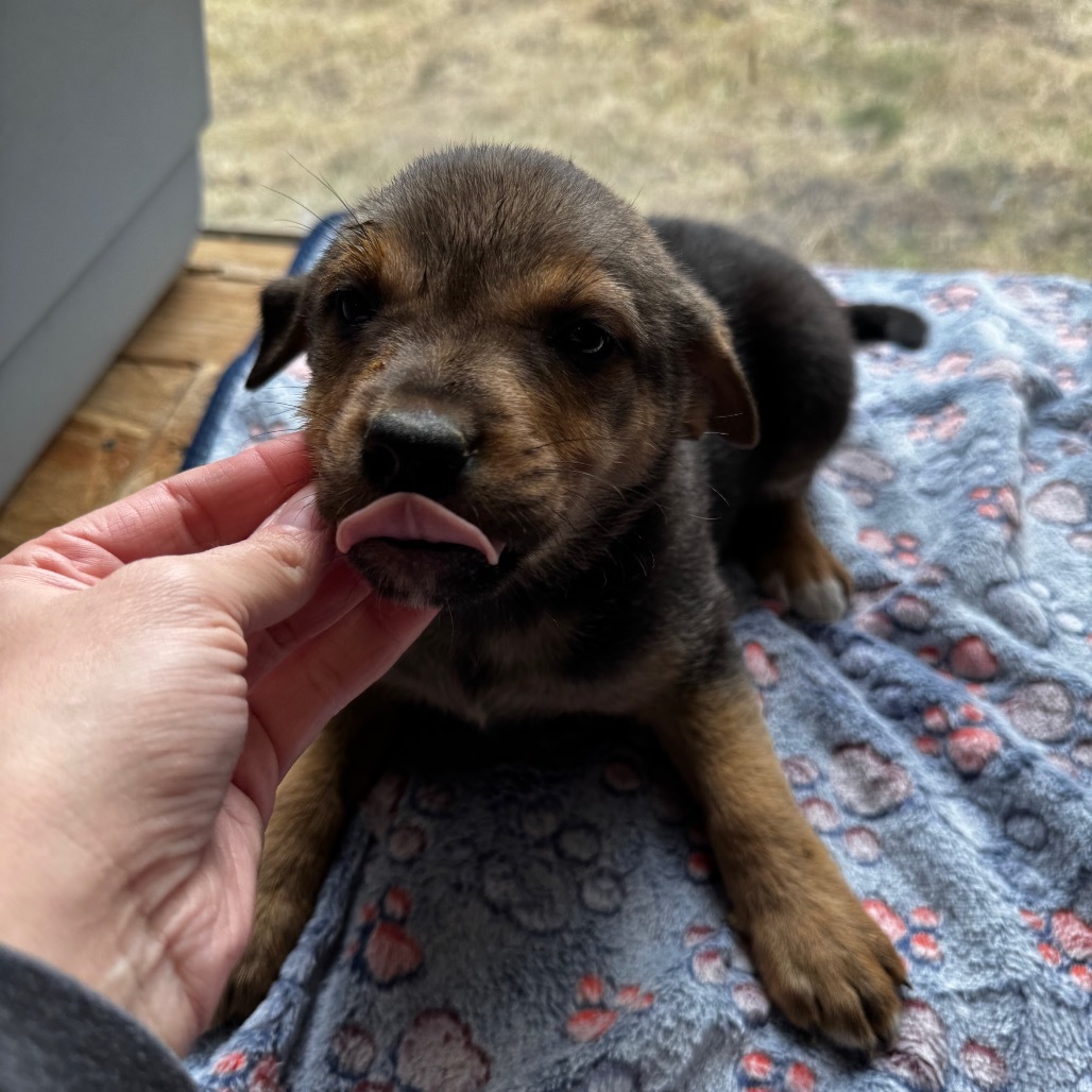 Mocha, an adoptable Leonberger, Shepherd in Tacoma, WA, 98402 | Photo Image 5