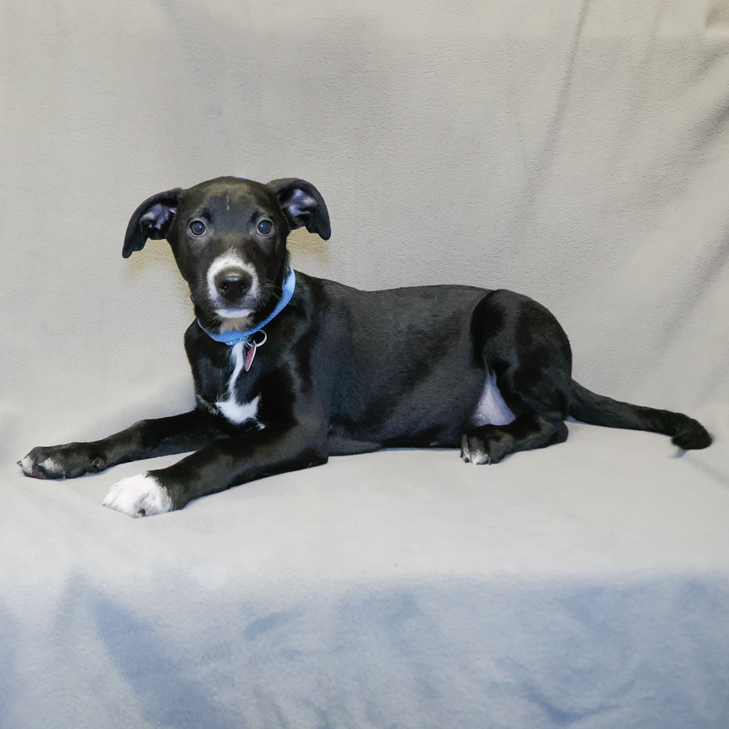 JAGUAR, an adoptable McNab, Mixed Breed in Point Richmond, CA, 94801 | Photo Image 1