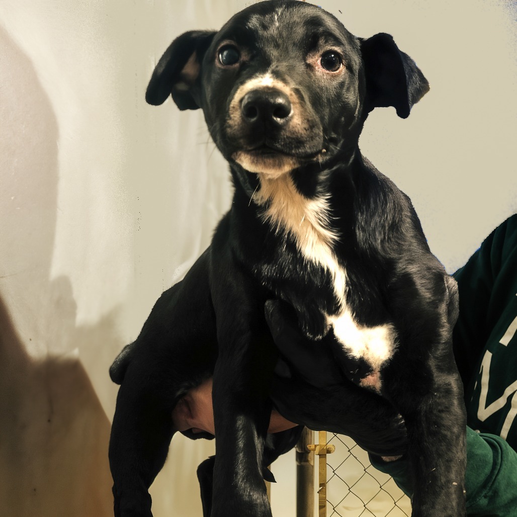 JAGUAR, an adoptable McNab, Mixed Breed in Point Richmond, CA, 94801 | Photo Image 2