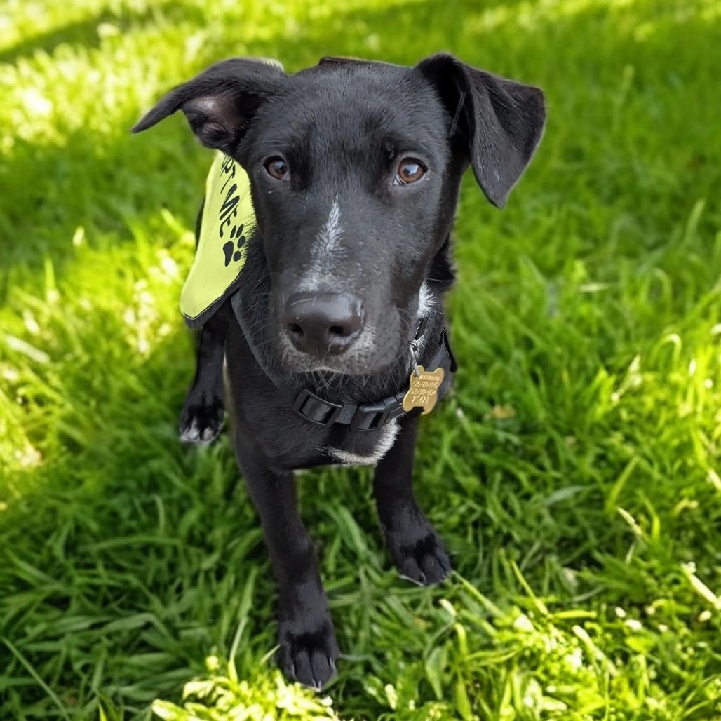 PINTO, an adoptable McNab, Mixed Breed in Point Richmond, CA, 94801 | Photo Image 1