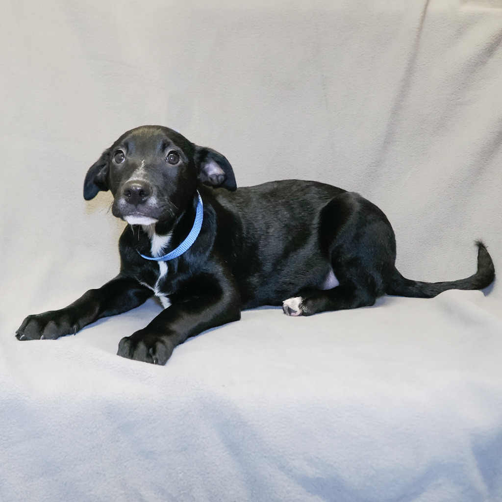 PINTO, an adoptable McNab, Mixed Breed in Point Richmond, CA, 94801 | Photo Image 2