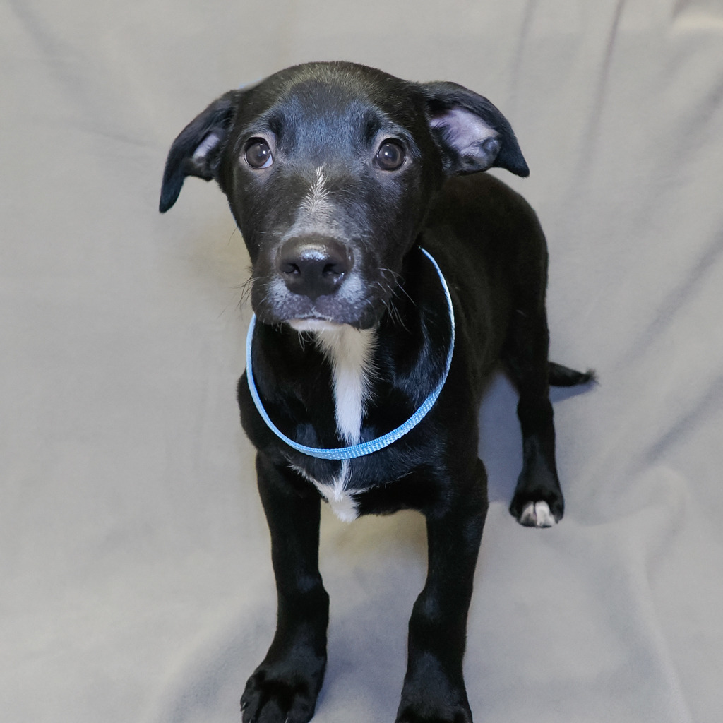 PINTO, an adoptable McNab, Mixed Breed in Point Richmond, CA, 94801 | Photo Image 3