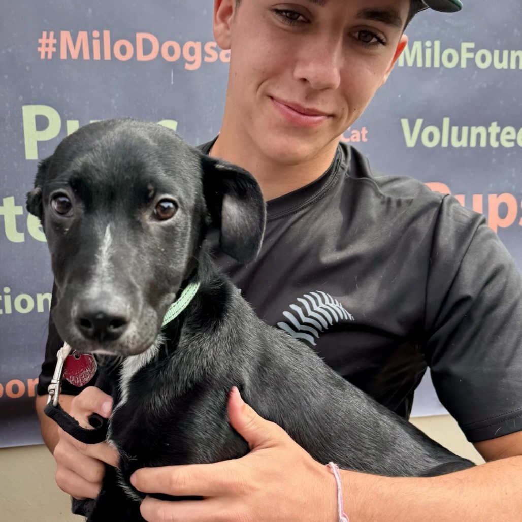PINTO, an adoptable McNab, Mixed Breed in Point Richmond, CA, 94801 | Photo Image 3