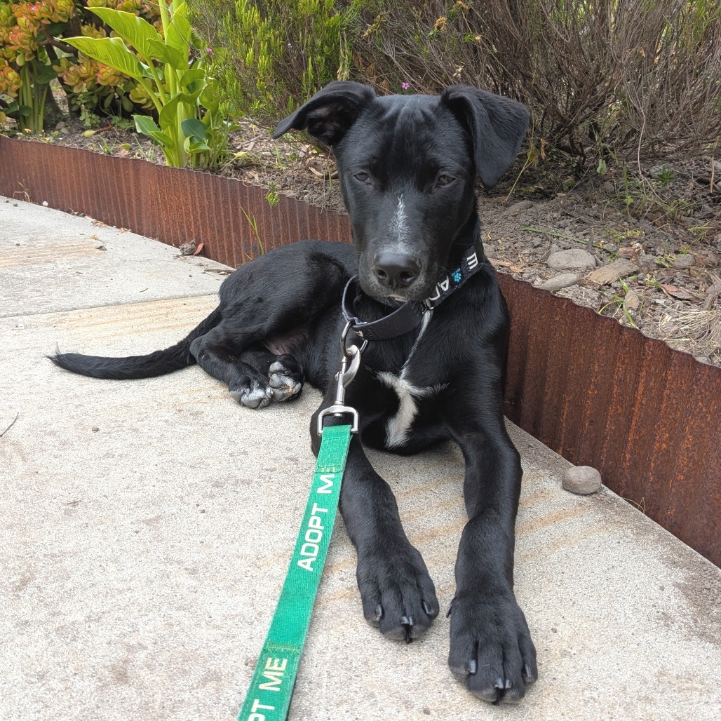 PINTO, an adoptable McNab, Mixed Breed in Point Richmond, CA, 94801 | Photo Image 4