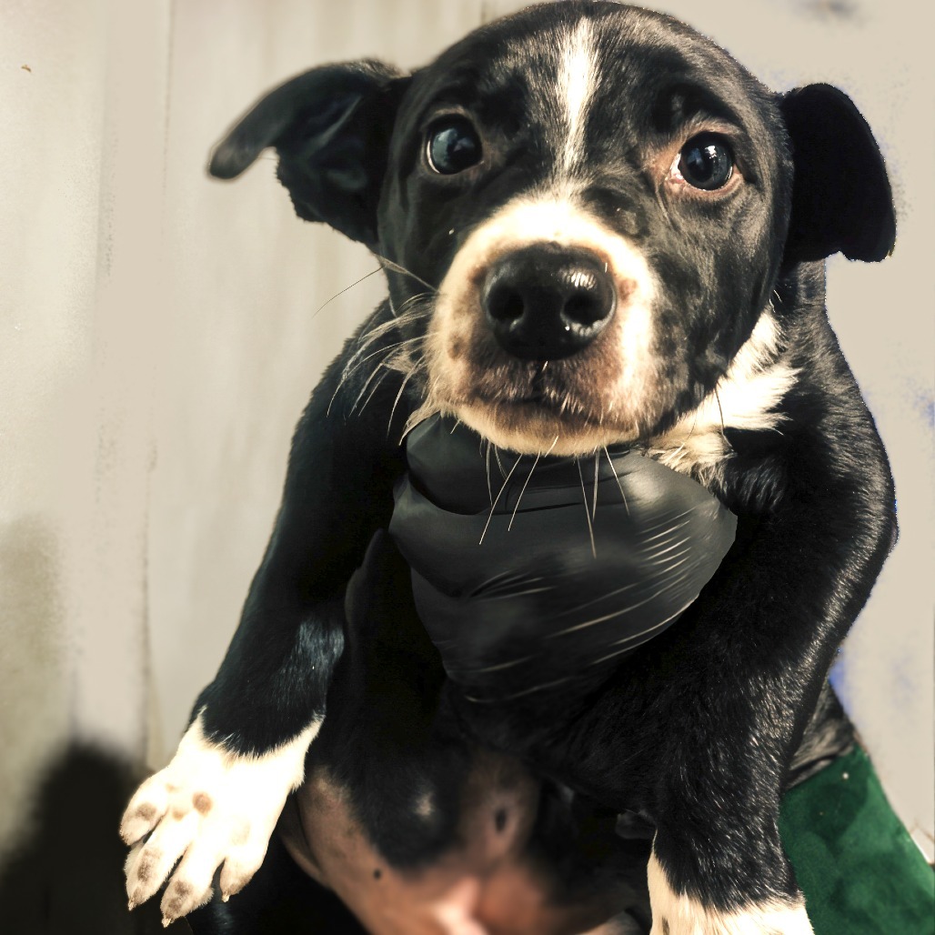 IMPALA, an adoptable McNab, Mixed Breed in Point Richmond, CA, 94801 | Photo Image 2