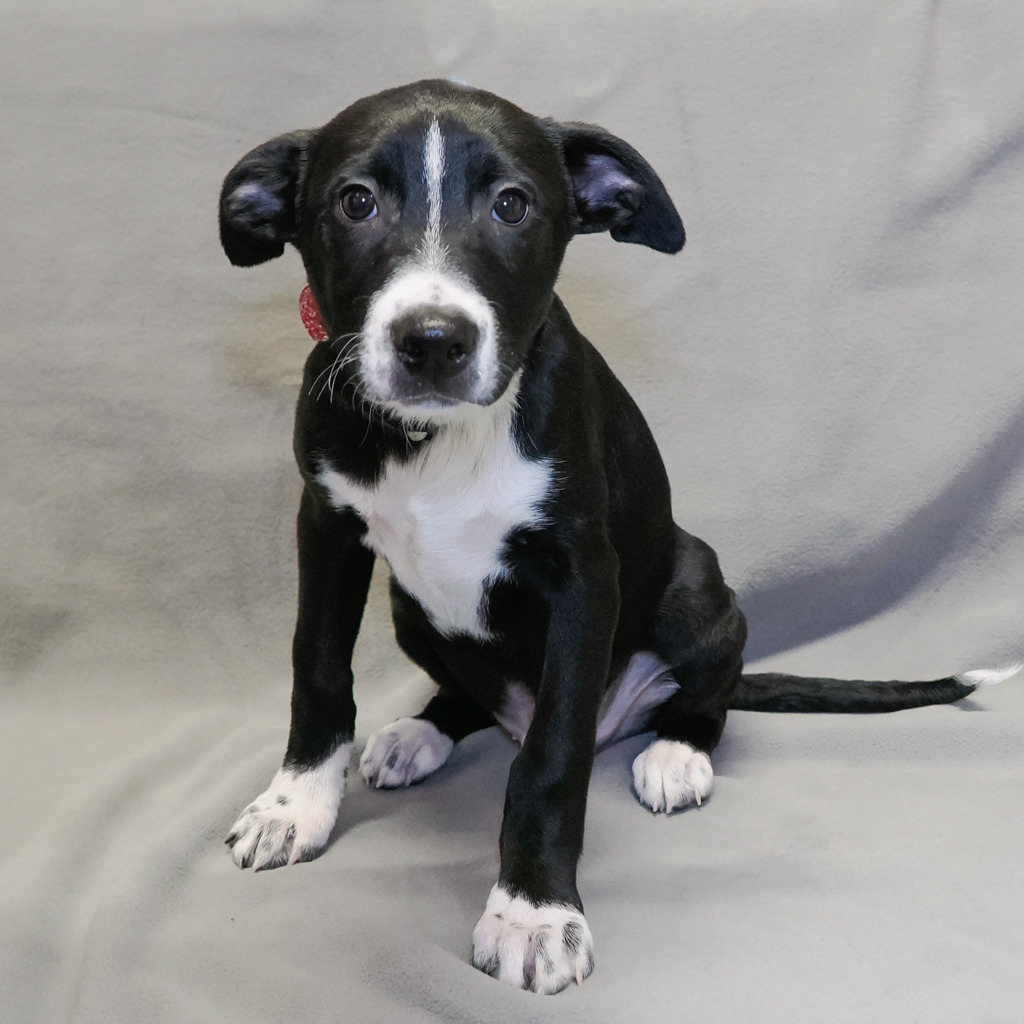 IMPALA, an adoptable McNab, Mixed Breed in Point Richmond, CA, 94801 | Photo Image 3