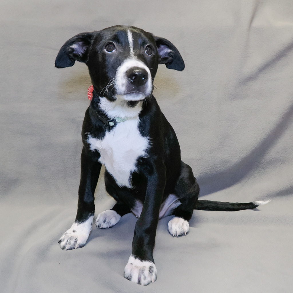 IMPALA, an adoptable McNab, Mixed Breed in Point Richmond, CA, 94801 | Photo Image 4