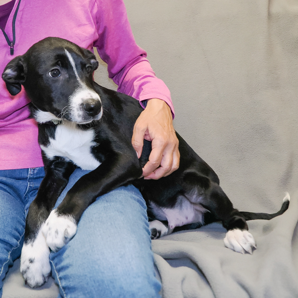 IMPALA, an adoptable McNab, Mixed Breed in Point Richmond, CA, 94801 | Photo Image 5