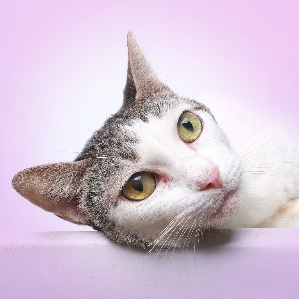 Mesik C, an adoptable Domestic Short Hair in Guaynabo, PR, 00969 | Photo Image 1
