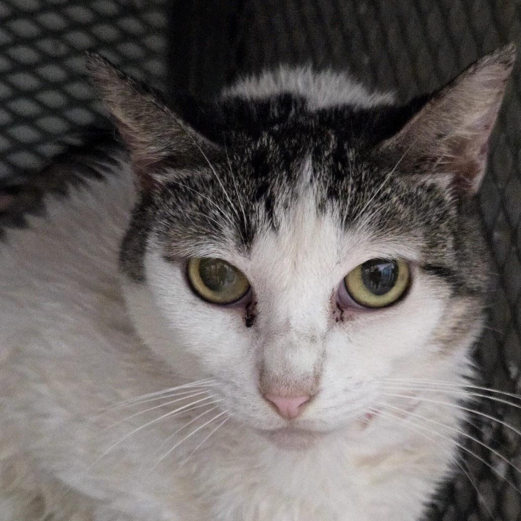 Mesik C, an adoptable Domestic Short Hair in Guaynabo, PR, 00969 | Photo Image 2