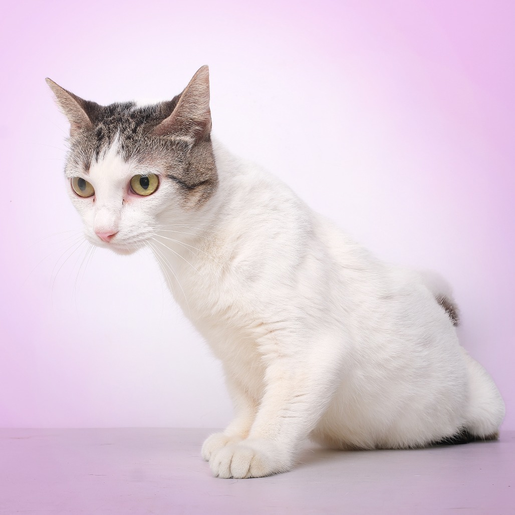Mesik C, an adoptable Domestic Short Hair in Guaynabo, PR, 00969 | Photo Image 3