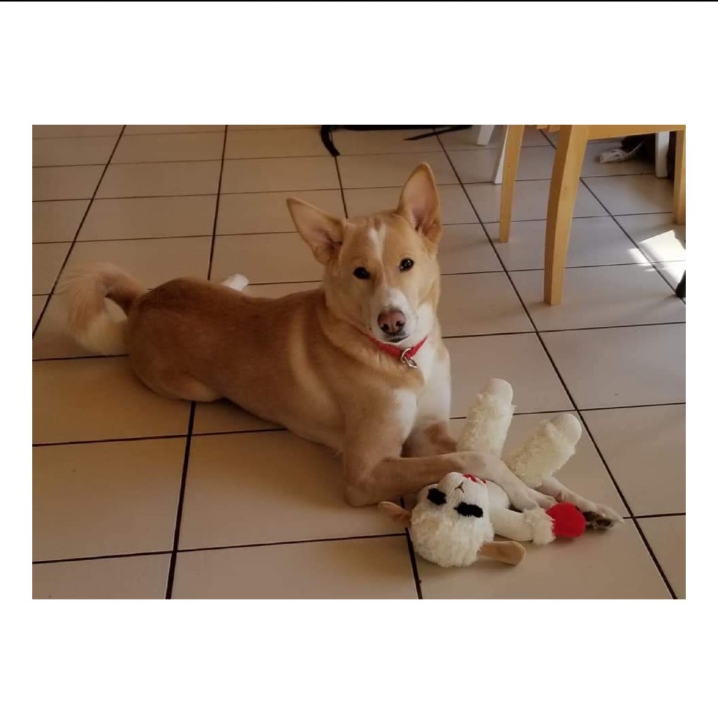 Cora