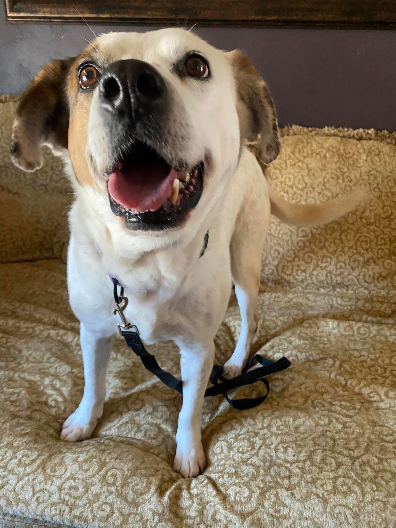 Waylon, an adoptable Cattle Dog in New London, WI, 54961 | Photo Image 1