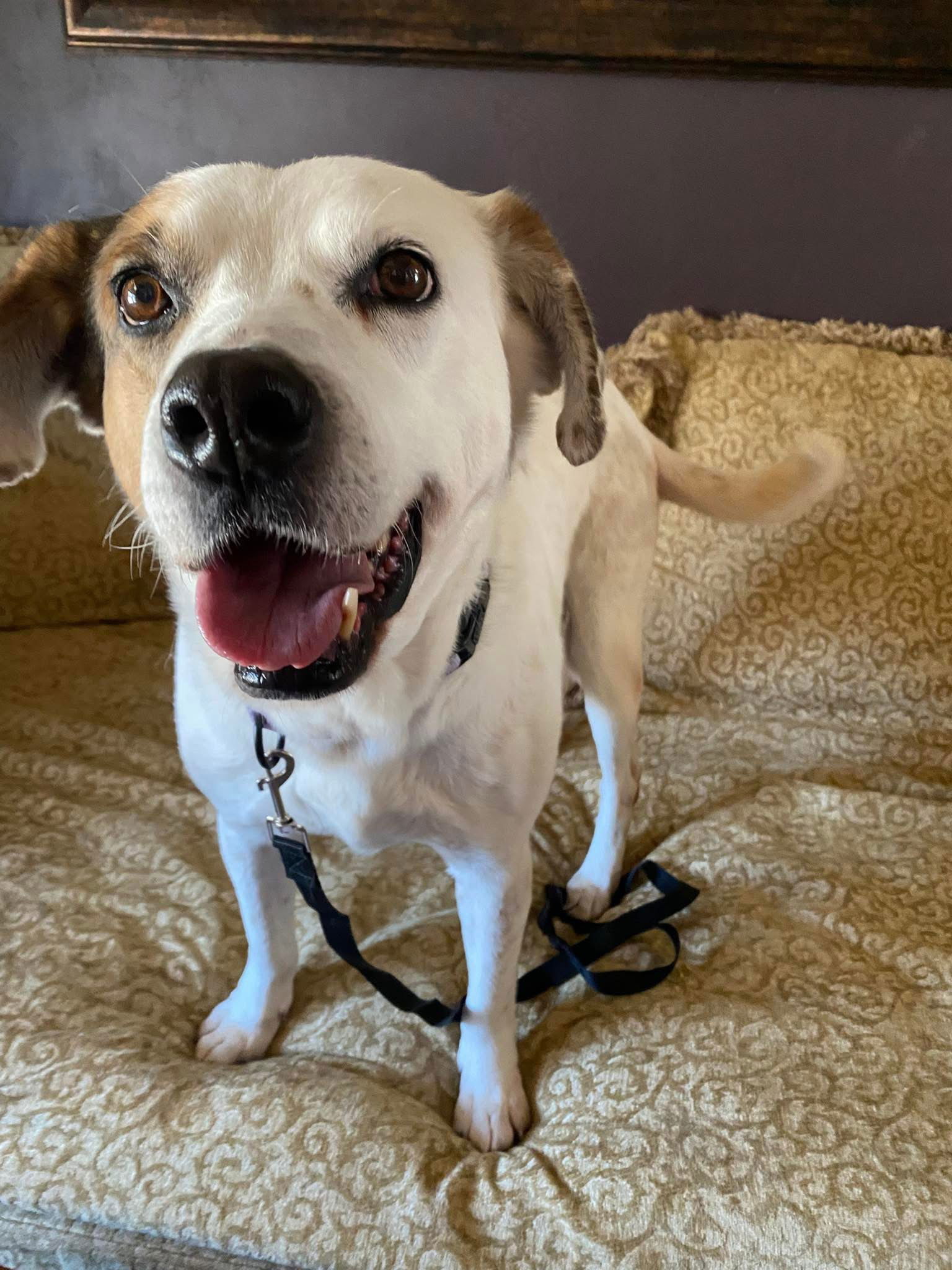 Waylon, an adoptable Cattle Dog in New London, WI, 54961 | Photo Image 2