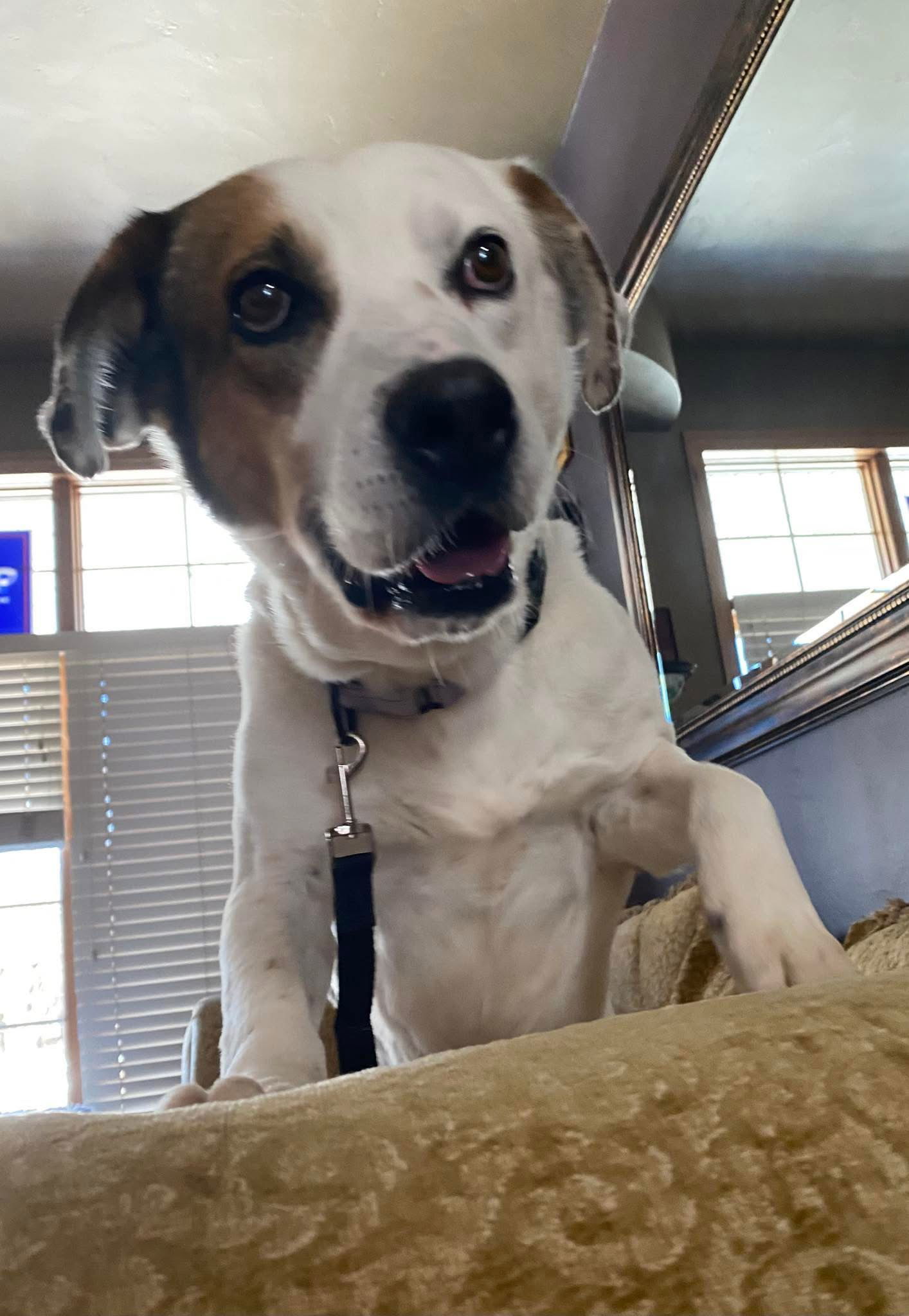 Waylon, an adoptable Cattle Dog in New London, WI, 54961 | Photo Image 3