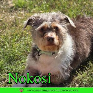 Nokosi, Adult Male unknown