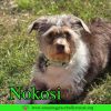 Nokosi photo 1