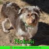 Nokosi photo 2