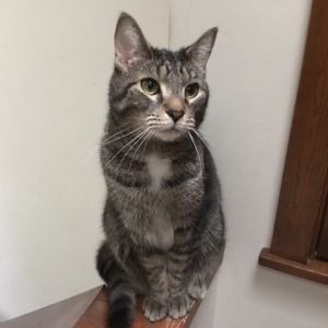 Benny, Adult Male Domestic Short Hair