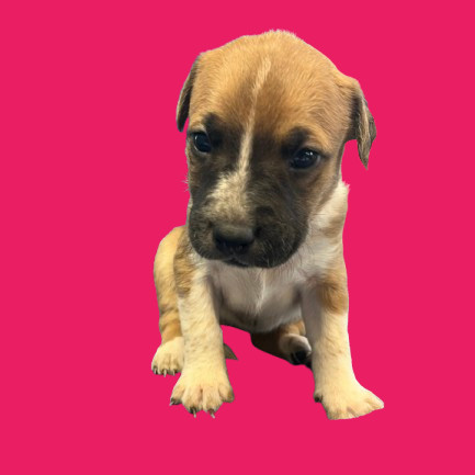 Kyla, an adoptable Bloodhound, Terrier in Tuscaloosa, AL, 35401 | Photo Image 2