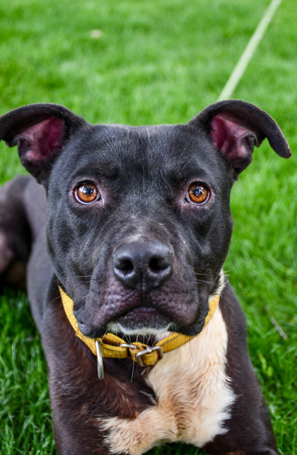 Vegas, an adoptable American Staffordshire Terrier, Staffordshire Bull Terrier in Yakima, WA, 98901 | Photo Image 1