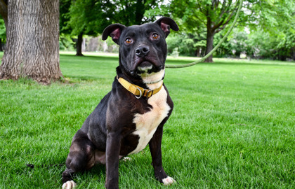 Vegas, an adoptable American Staffordshire Terrier, Staffordshire Bull Terrier in Yakima, WA, 98901 | Photo Image 2