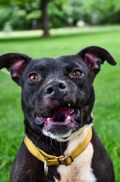 Vegas, an adoptable American Staffordshire Terrier, Staffordshire Bull Terrier in Yakima, WA, 98901 | Photo Image 3