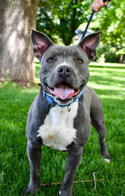 Los, an adoptable American Staffordshire Terrier, Staffordshire Bull Terrier in Yakima, WA, 98901 | Photo Image 1