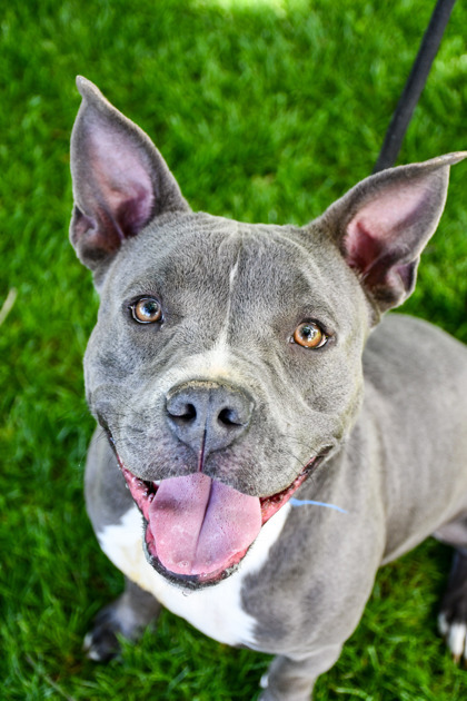 Los, an adoptable American Staffordshire Terrier, Staffordshire Bull Terrier in Yakima, WA, 98901 | Photo Image 2