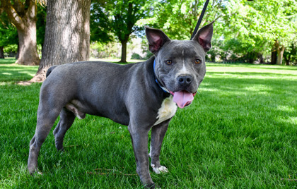 Los, an adoptable American Staffordshire Terrier, Staffordshire Bull Terrier in Yakima, WA, 98901 | Photo Image 3