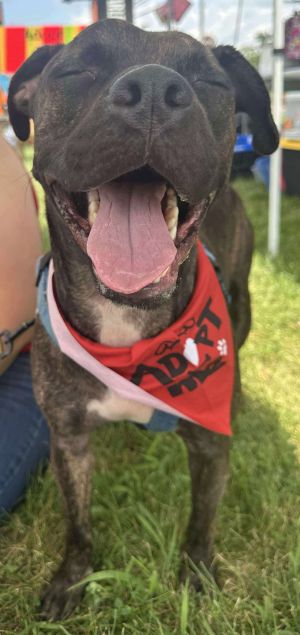 Nick, Adult Male American Staffordshire Terrier
