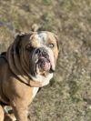 Bruiser photo 1