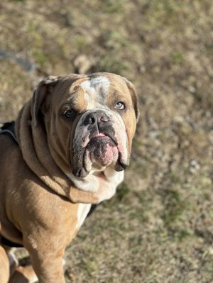 Bruiser