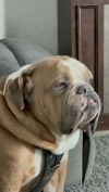 Bruiser photo 2