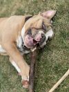 Bruiser photo 3