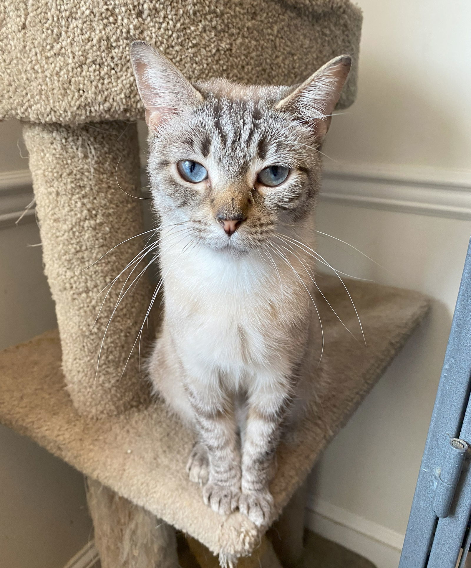 Stormi (FeLV+)