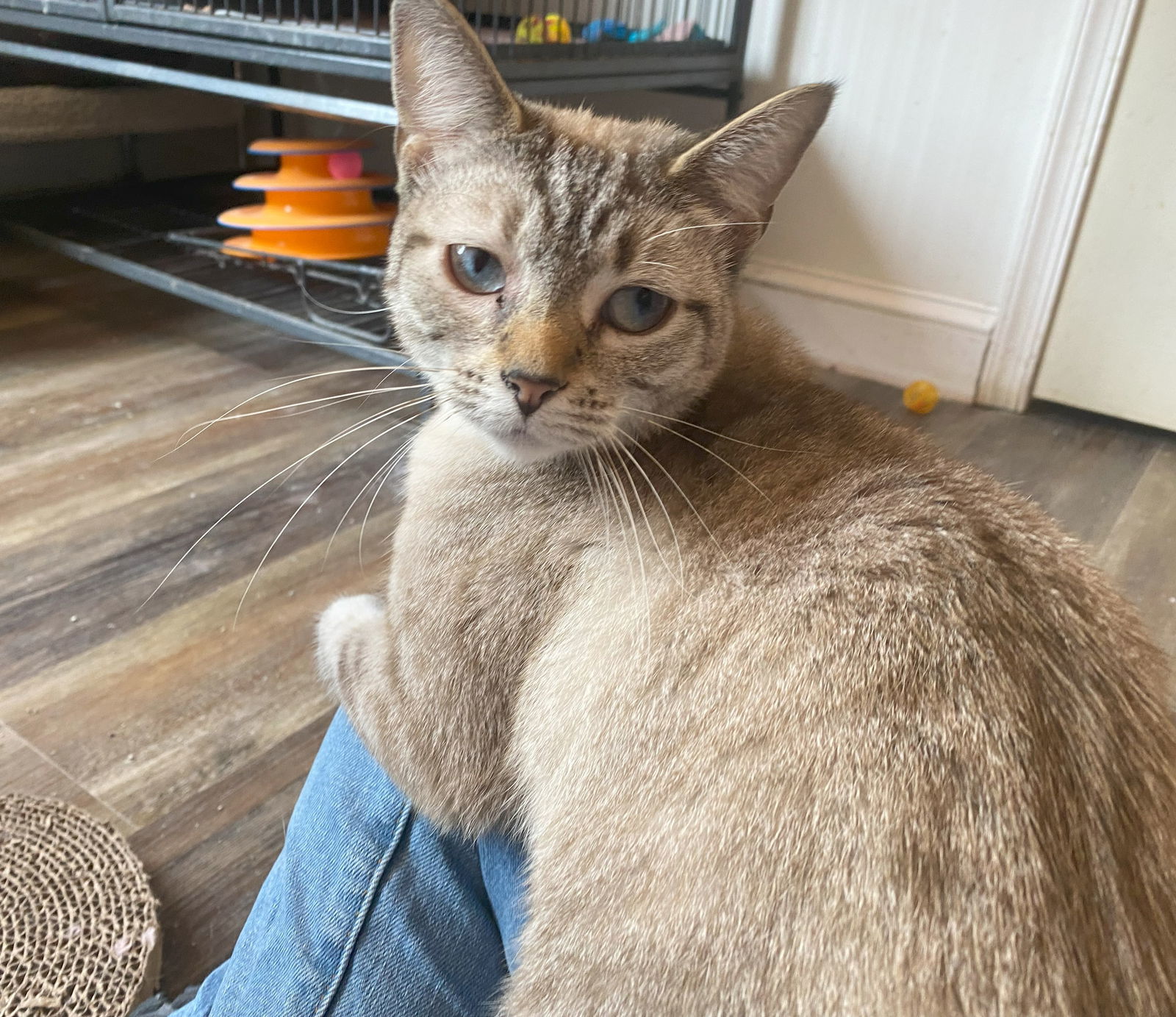 Stormi (FeLV+)