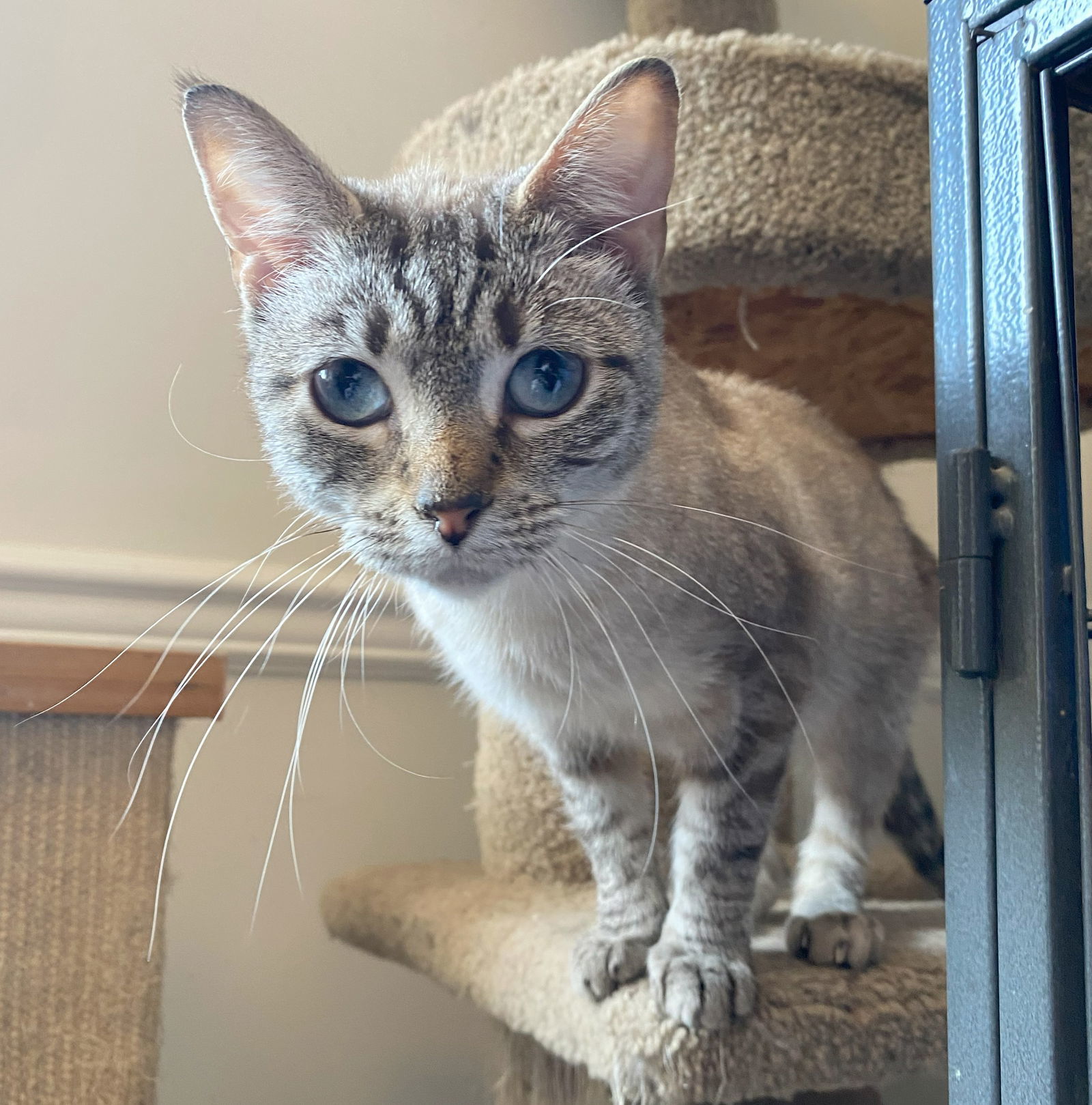 Stormi (FeLV+)