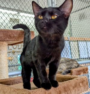 Miata / St Bengine, Baby Female Domestic Short Hair