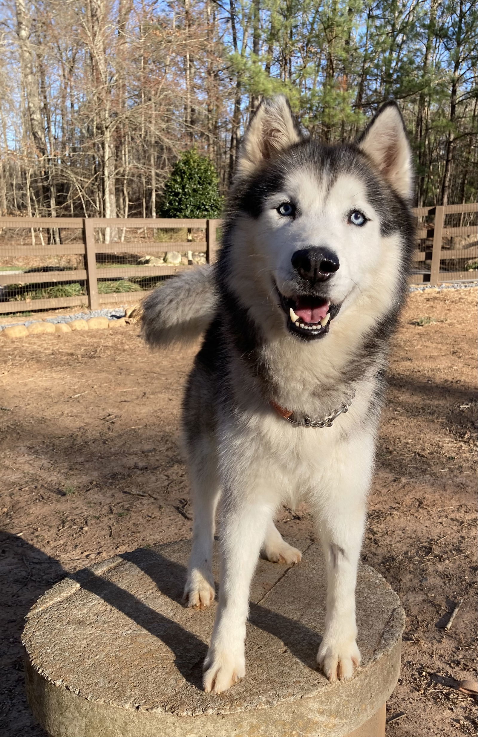 Zeus