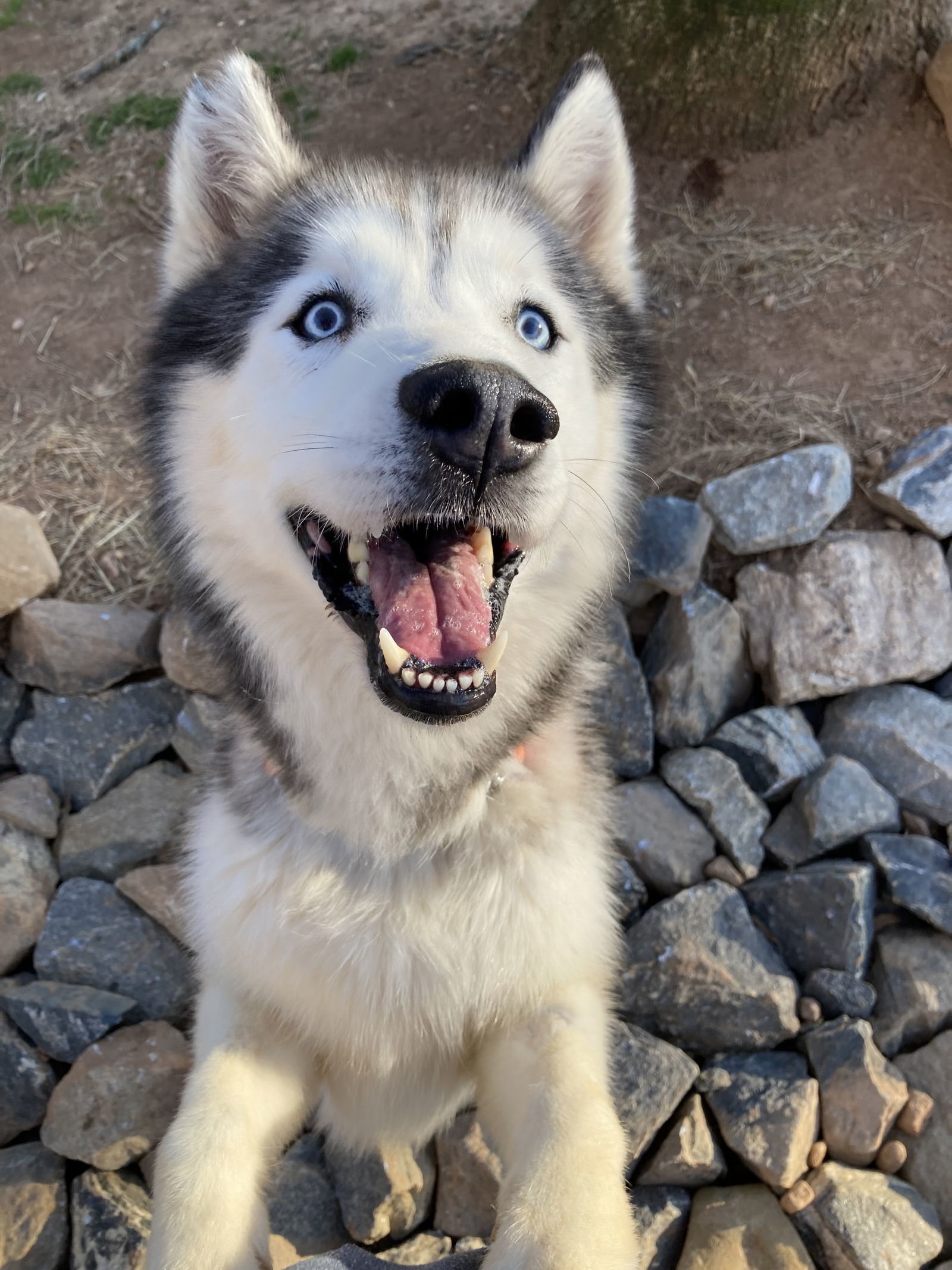 Zeus