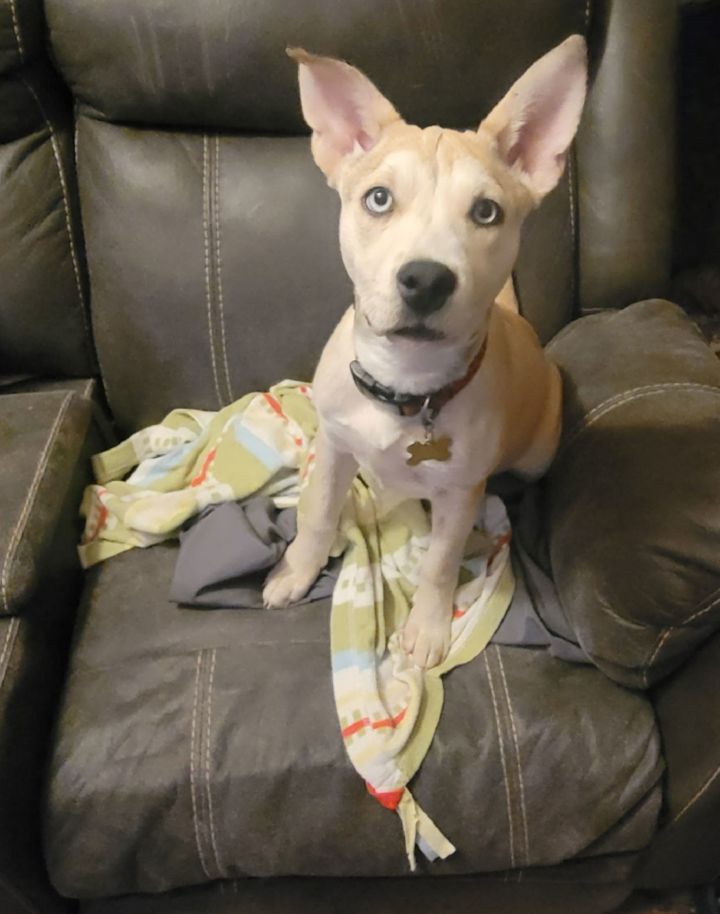 Bindi Roo 1