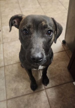 Truffles, Adult Female unknown
