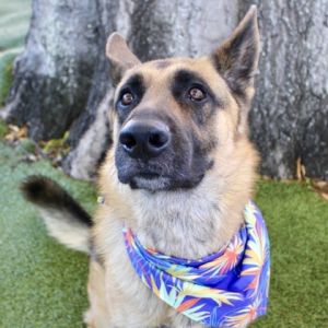 Dog for adoption - Henry Bear, a German Shepherd Dog Mix in Largo, FL ...