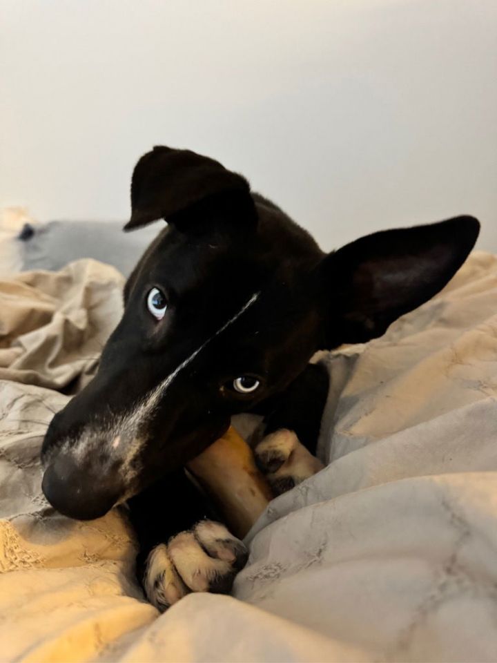 Auggie 2