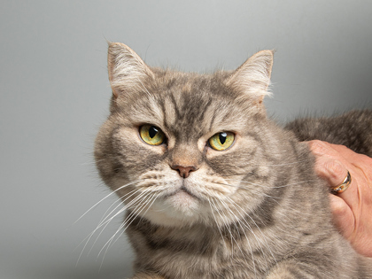 Nika, an adoptable Domestic Short Hair in Longmont, CO, 80501 | Photo Image 1