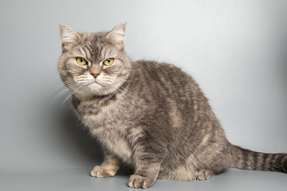 Nika, an adoptable Domestic Short Hair in Longmont, CO, 80501 | Photo Image 2
