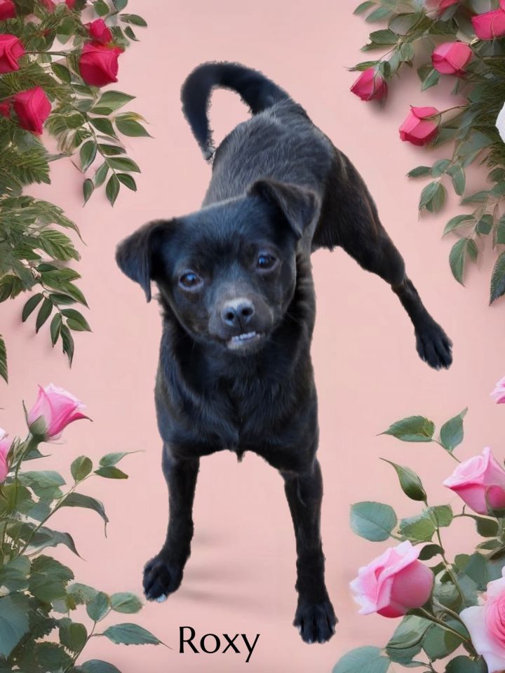 Roxy 1