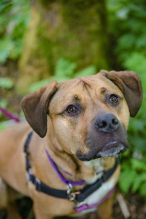 What my friends at Seattle Humane say about me Im a sweet dog who loves back scratches and belly r