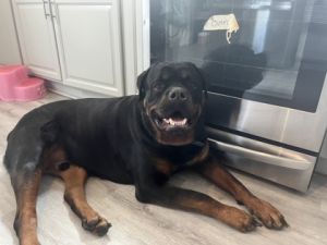 Osiris, Adult Male Rottweiler